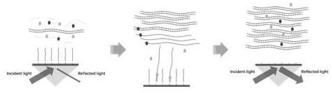 一种分子检测方法