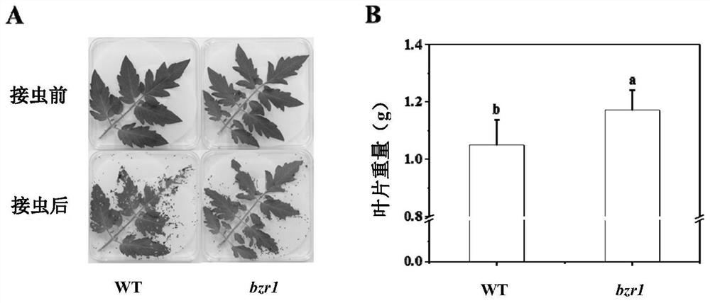 BZR1基因在调控植物对虫害胁迫抗性中的应用