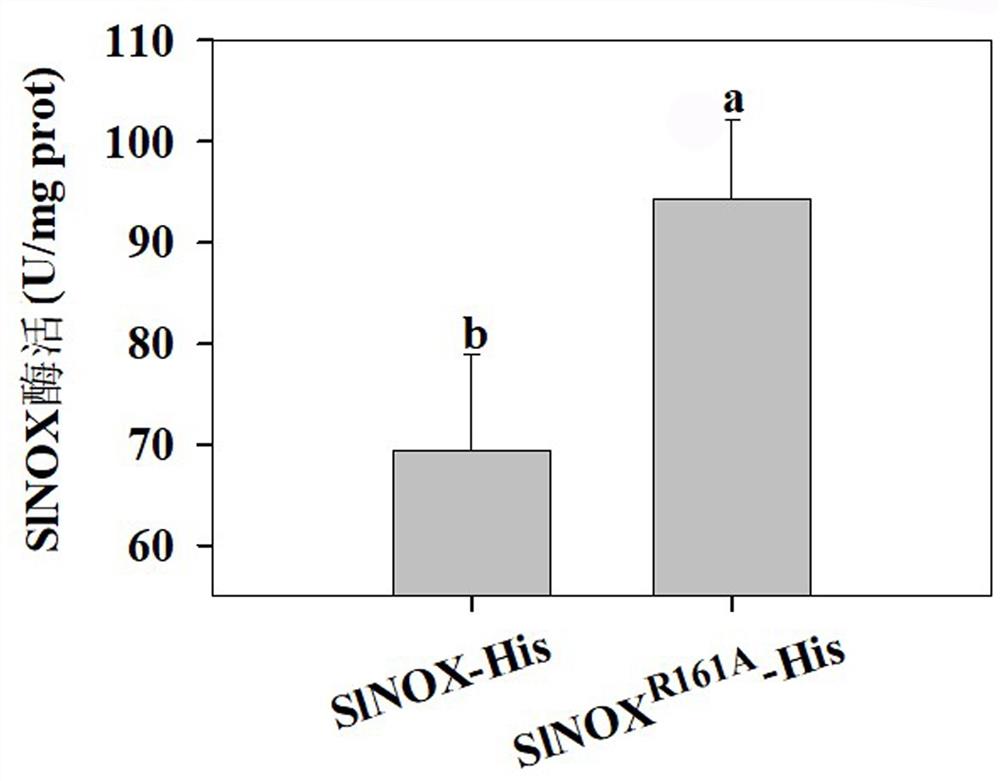 一种酶活提高的NADH脱氢酶突变体SlNOX及其应用
