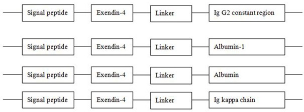 Exendin-4融合基因修饰的MSC及其应用