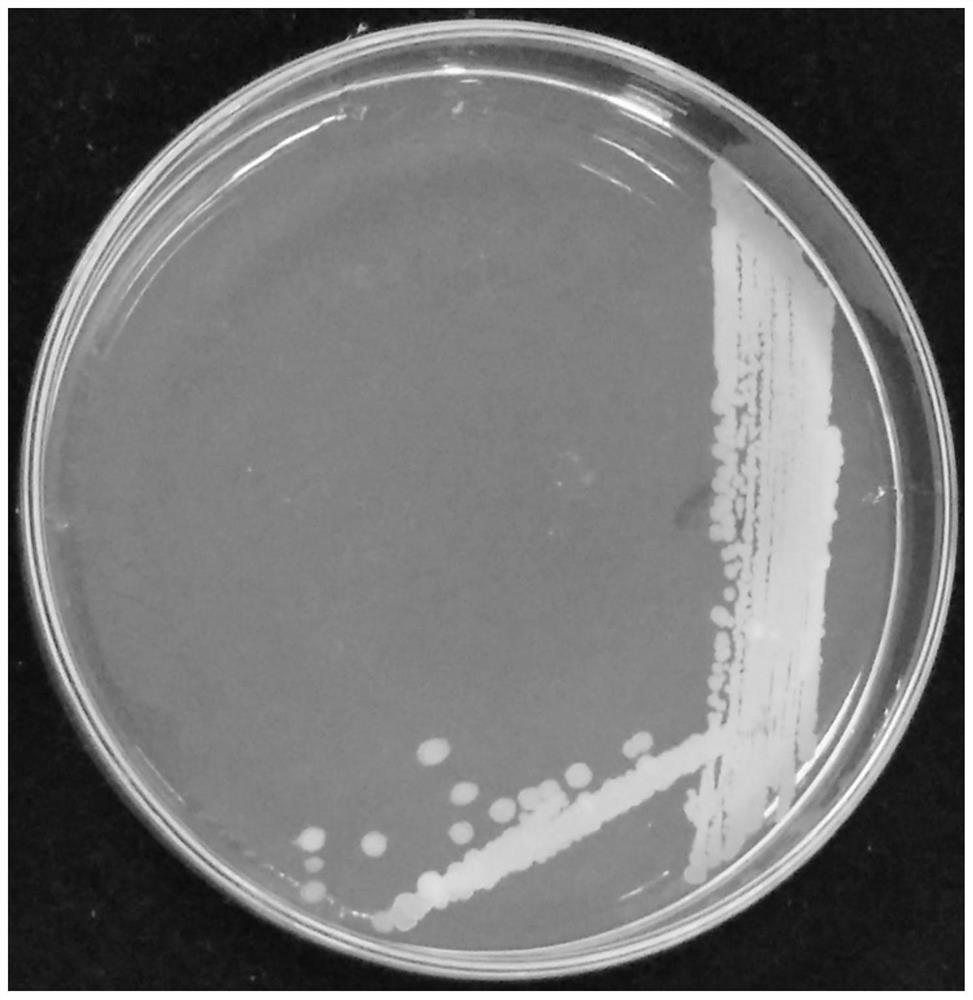 贝莱斯芽孢杆菌菌株HYL-1及其应用