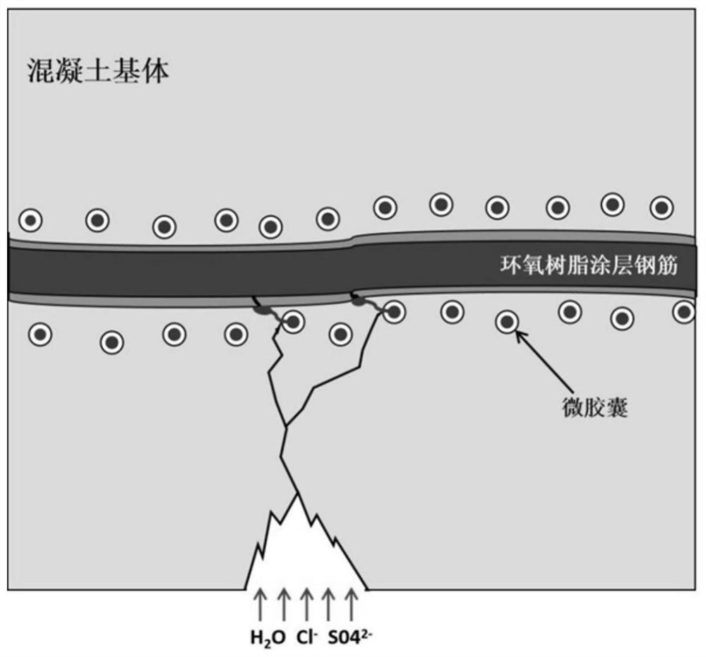 一种基于微胶囊技术的混凝土用钢筋防腐系统