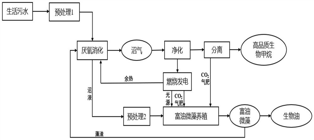 生活污水厌氧消化耦合微藻养殖联产甲烷-生物油的方法