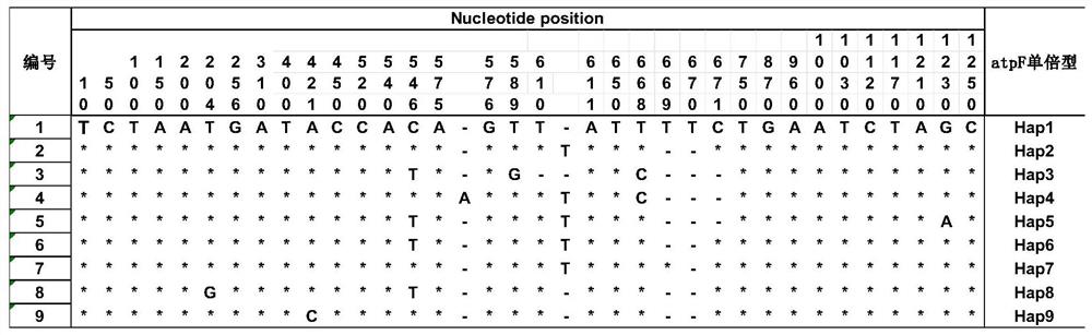 一种基于丹参叶绿体基因组多态性基因片段制备的条形码及其应用