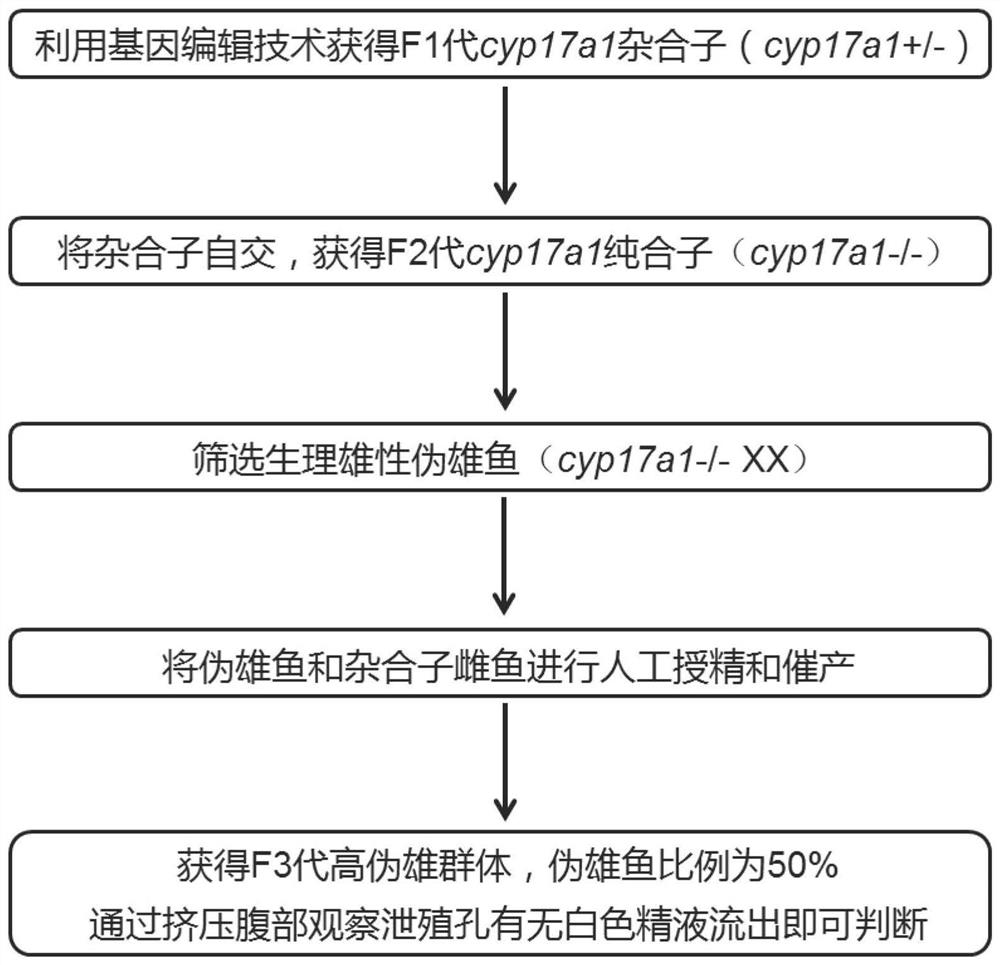 规模化获得XX/XY性别决定的伪雄鱼亲本的育种方法及其应用