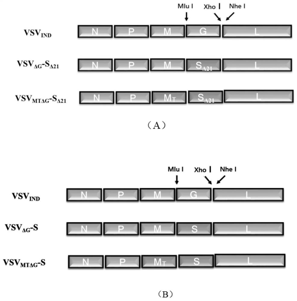 表达SARS-CoV-2纤突蛋白或其变异体SΔ21的假型化VSV病毒构建和应用