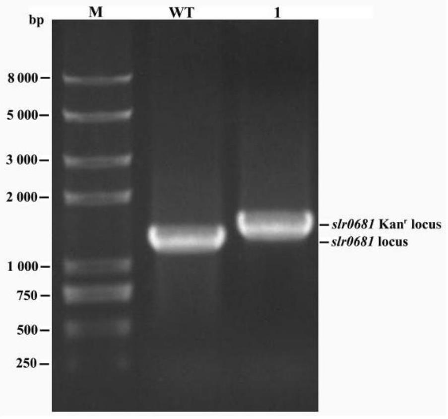 slr0681基因在合成集胞藻类胡萝卜素中的应用