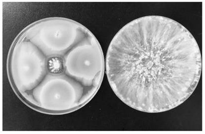 贝莱斯芽孢杆菌YJ02、其微生物制剂及应用