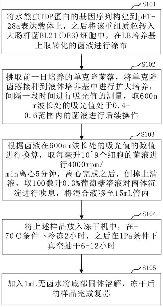 基因工程菌的冻干保藏方法