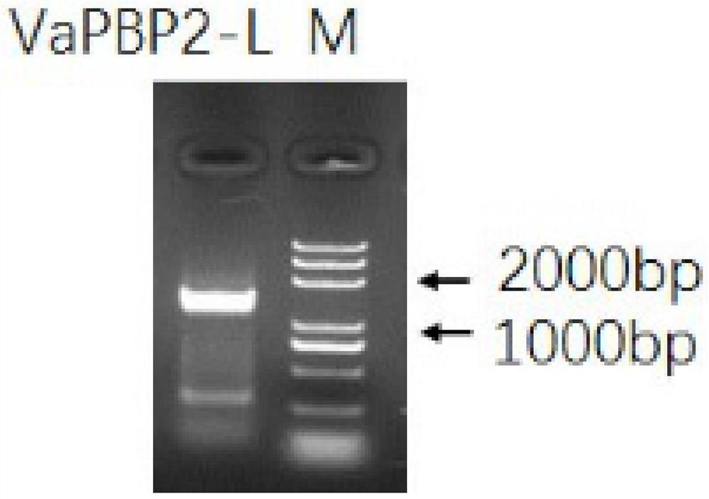 一种增强植物抗旱性蛋白VaPBP2-L及应用