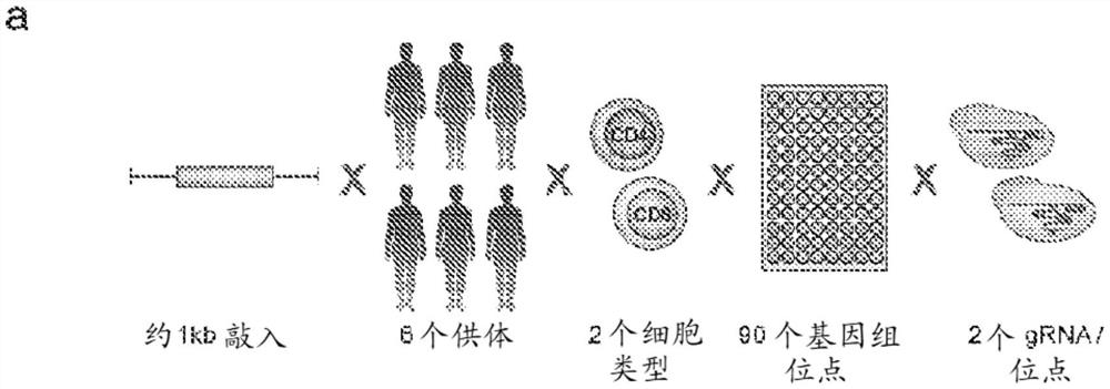 合并的敲入筛选和在内源基因座控制下共表达的异源多肽