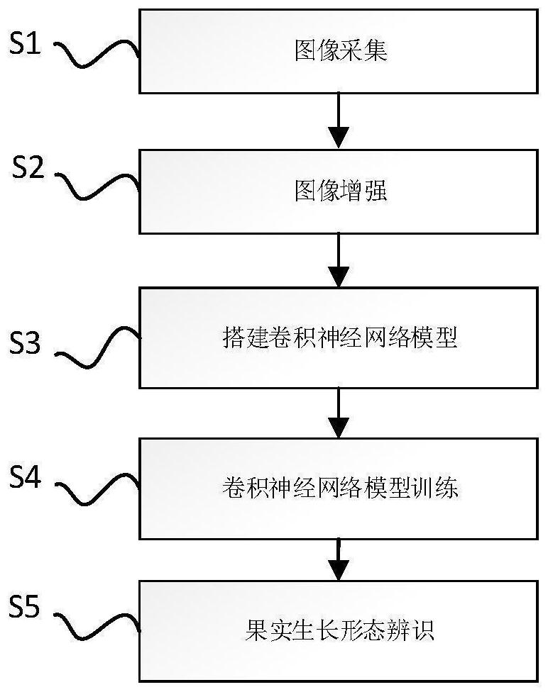 一种基于卷积神经网络的果实生长形态视觉辨识方法