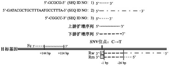 一种检测基因SNV的方法