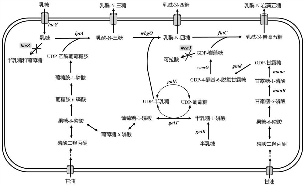 一种提高乳酰-N-岩藻五糖产量的基因工程菌及其生产方法