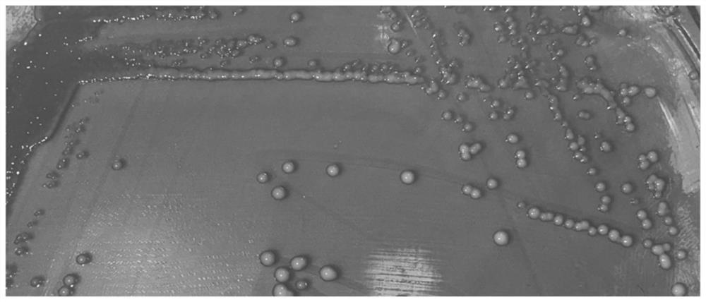 乳酸乳球菌(Lactococcus lactis)SITCC No.10010