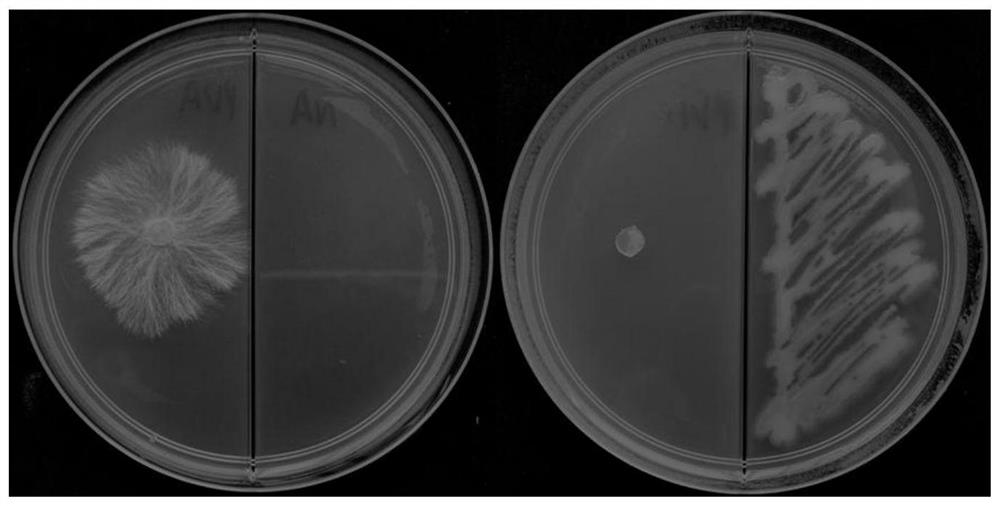 黄连白绢病生防菌荧光假单胞杆菌HT1及其应用