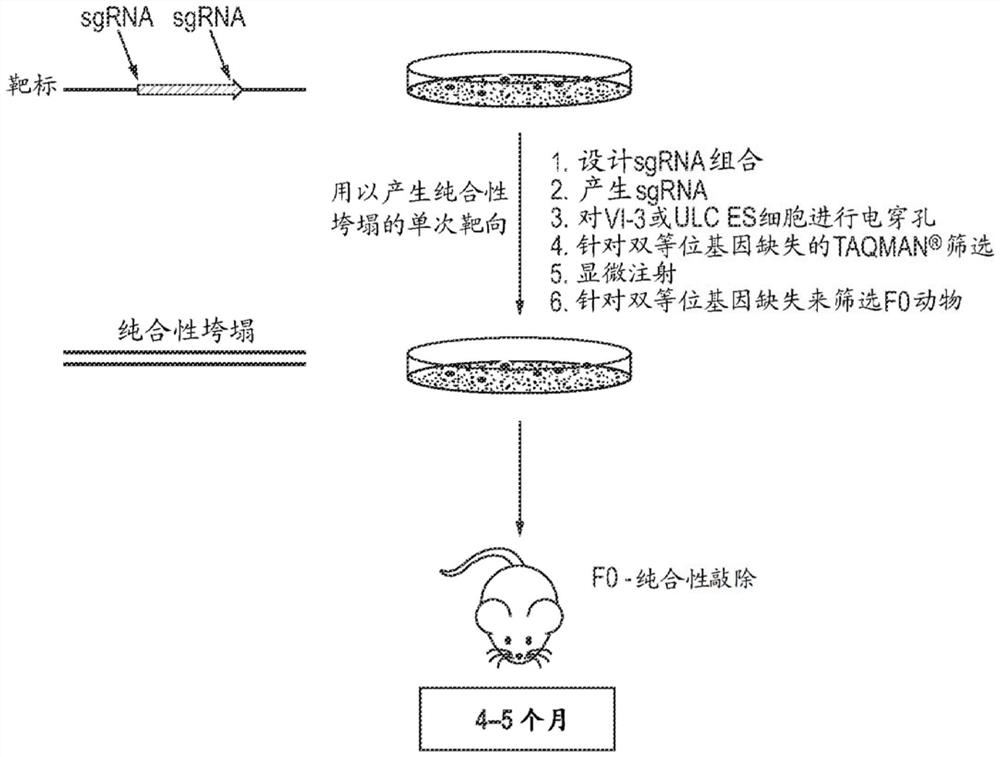 用于使用多个引导RNA来破坏免疫耐受性的方法