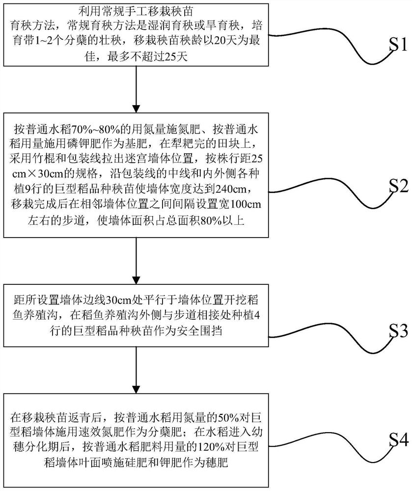 利用巨型稻品种制种稻田迷宫的方法