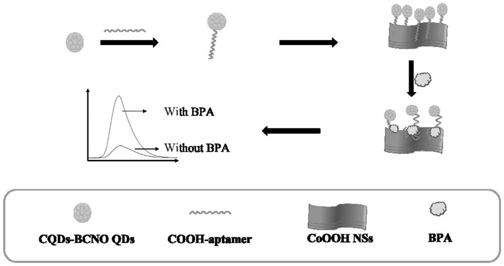 BCNO-CQDs-aptamer/CoOOH NSs荧光传感器及其制备和应用