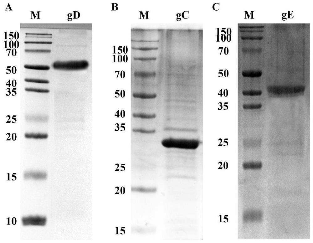 一种猫疱疹病毒I型HR-1毒株重组蛋白的抗原片段、截短体及其在疫苗上的应用