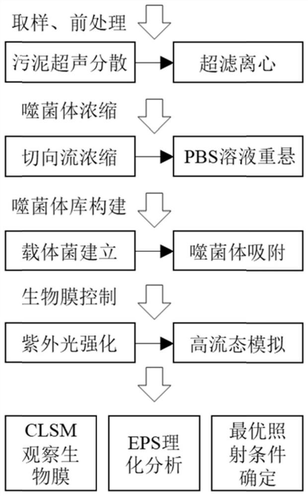 紫外强化携播性噬菌体控制高水力流态生物膜生长的方法