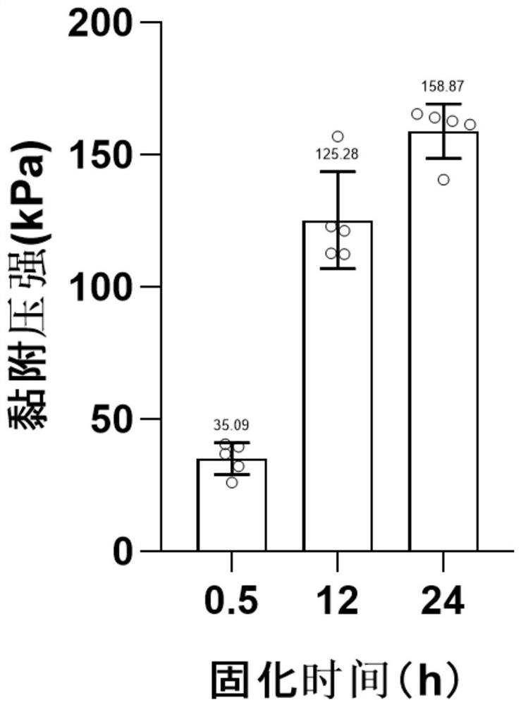 一种高黏附力多肽及应用