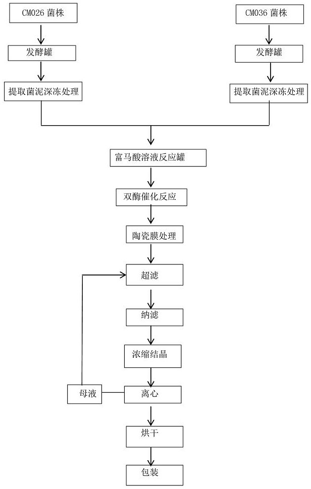 双酶耦合催化富马酸合成L-丙氨酸的方法