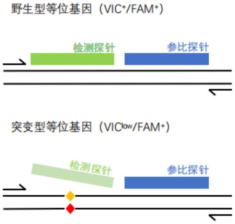 一种应用于荧光定量PCR的双探针方法