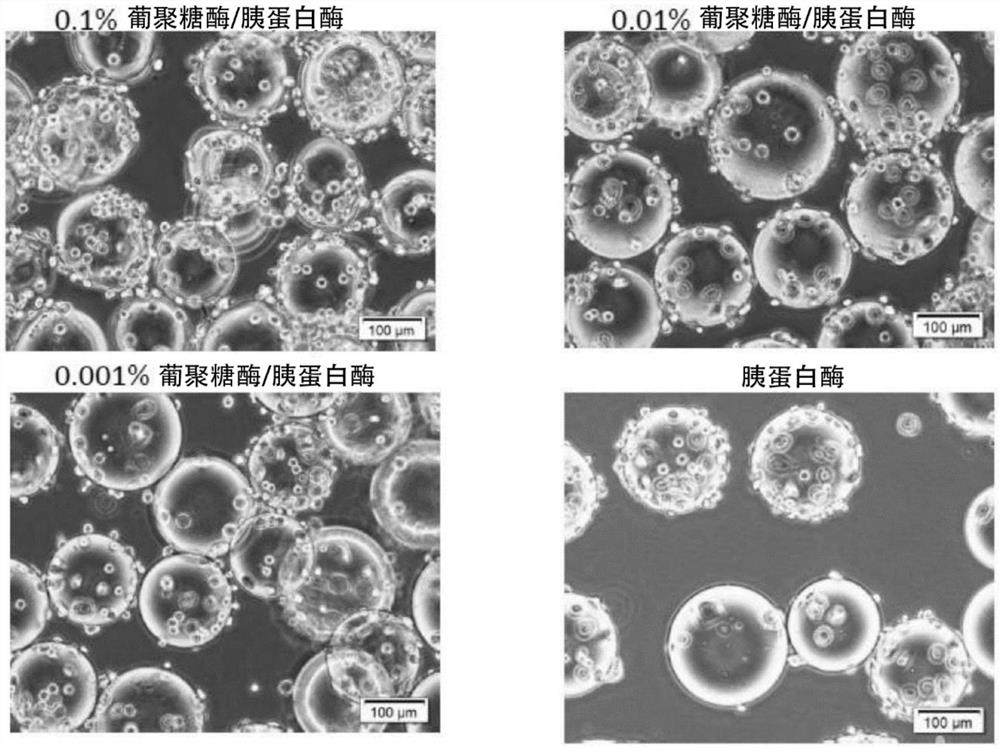 培养物的制造方法和细胞回收方法