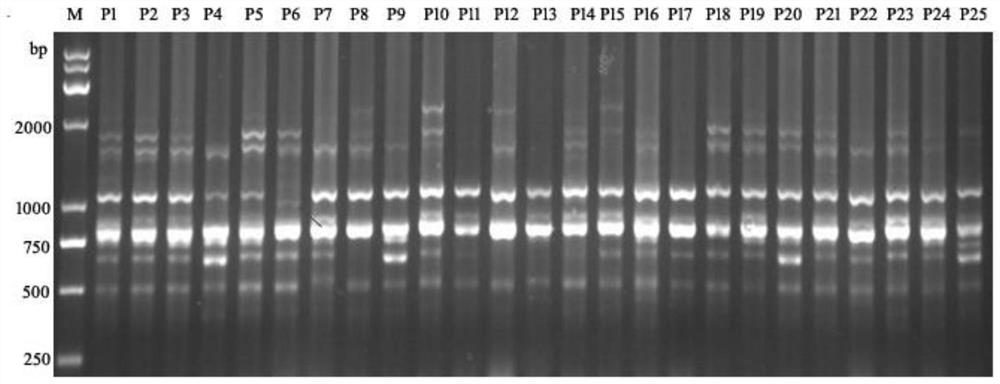 一种特异性鉴定芙蓉李和玉皇李种质的ISSR分子标记及其应用