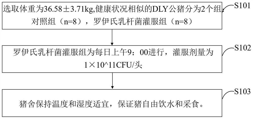 促进猪肌肉脂肪酸沉积的微生物菌剂及其分离方法与应用