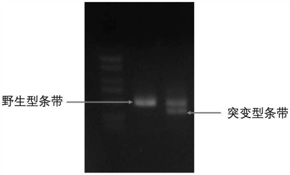 一种由精液介导的转基因鸡输卵管生物反应器的制备方法