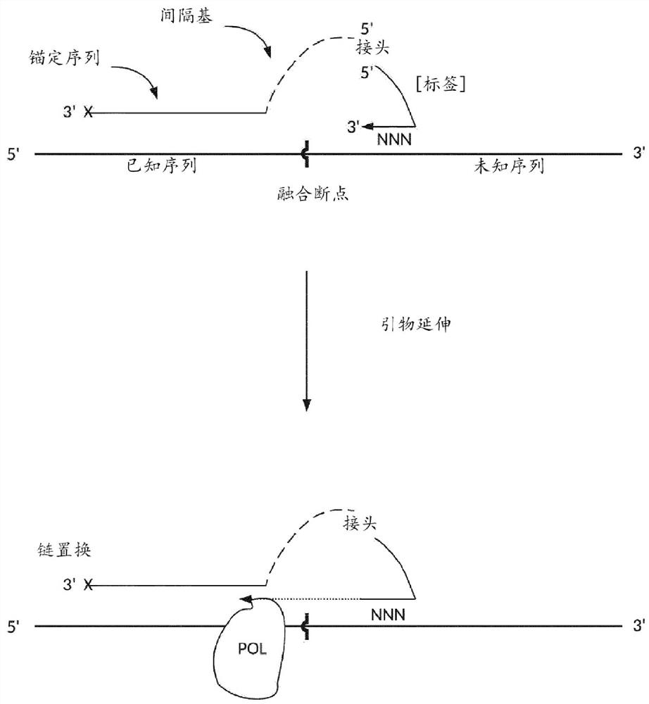 用于检测基因组中的结构重排的方法和组合物