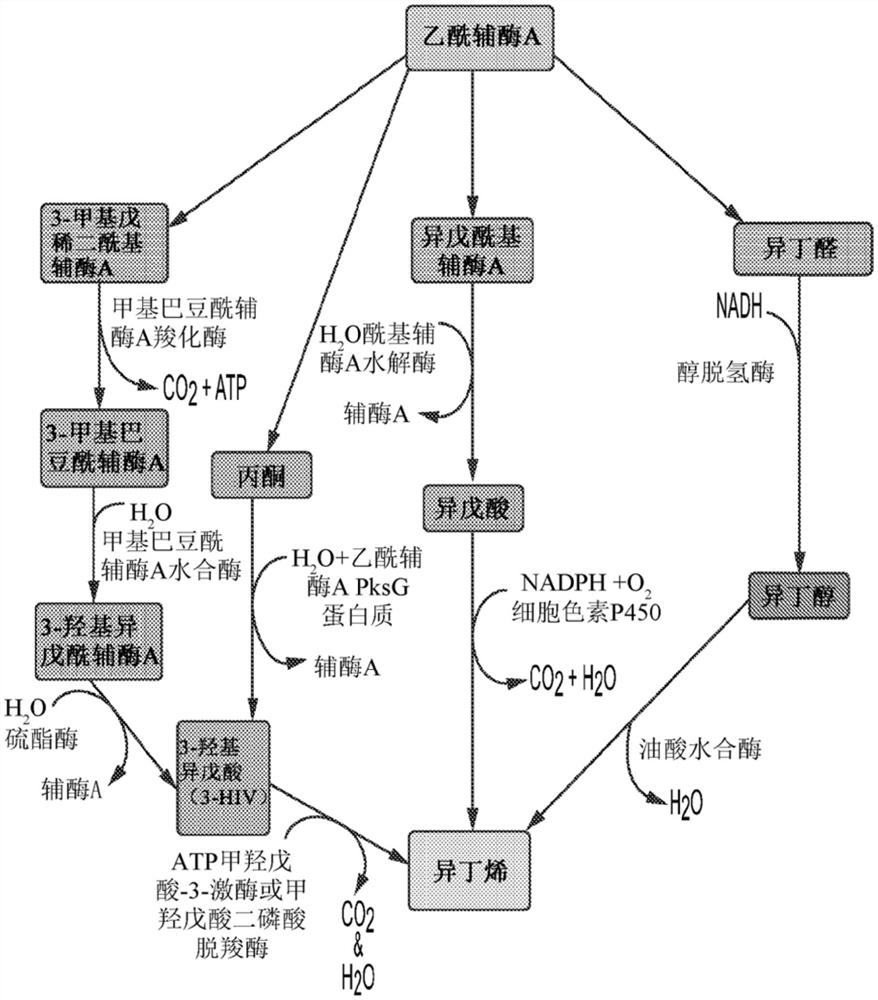 用于生产异丁烯的方法和组合物