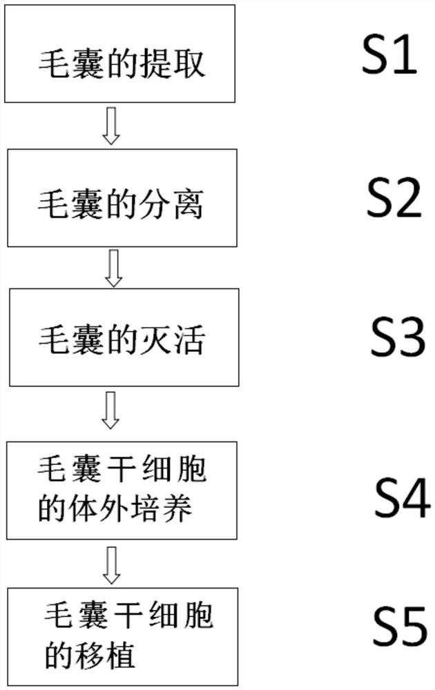 一种干细胞移植手术治疗黄褐斑的新的技术方法