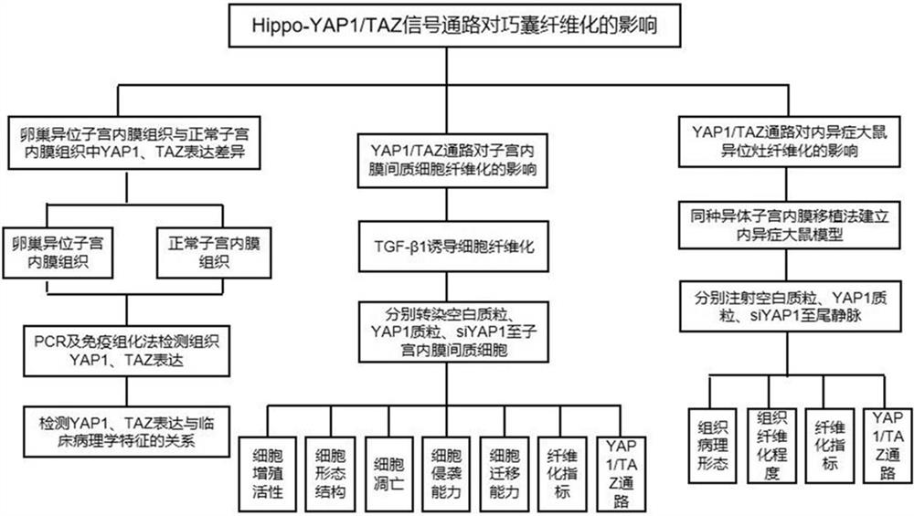 一种MSC-exo促进巧囊纤维化机制的研究方法