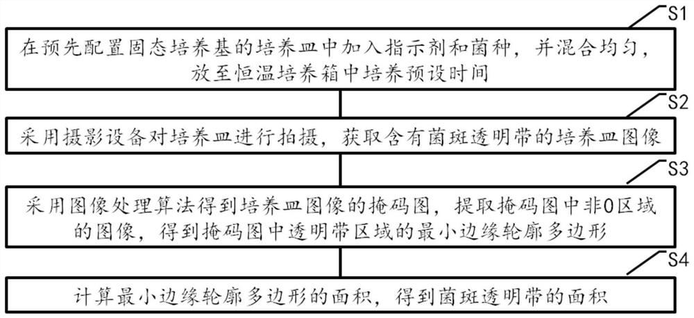 菌斑周围透明带图像分析方法、装置、设备及存储介质