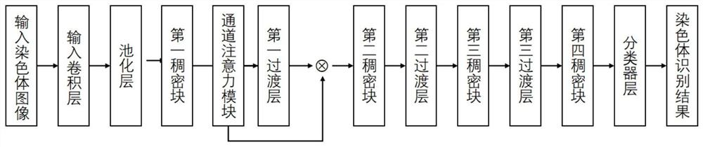 基于注意力机制的深度学习染色体自动识别模型及系统