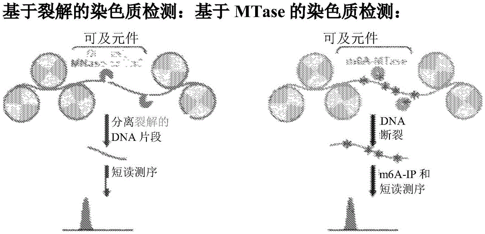 用于鉴定基因组DNA中与蛋白质结合的区域的方法、组合物和试剂盒