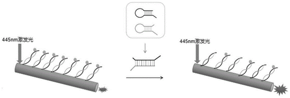检测miRNA-21的荧光壳聚糖纤维的制备方法及检测miRNA-21的方法