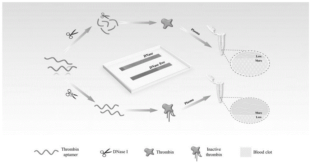 一种基于凝血酶适配体调节的酶级联反应的DNase I生物传感器