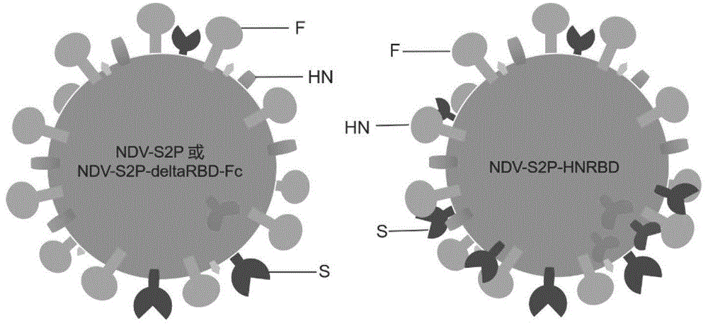 一种融合蛋白HN-RBD、编码基因、重组NDV病毒载体、重组NDV病毒及其应用