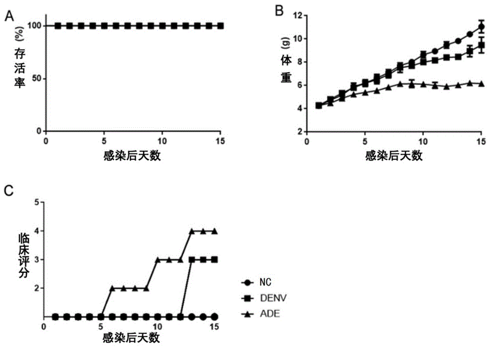 一种IFN-α/βR-/-小鼠抗体依赖性增强感染的注射液及其制备方法