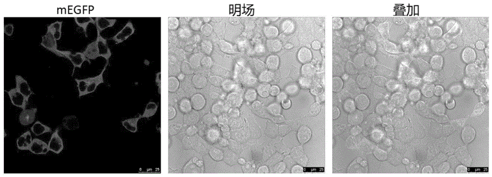 一种提高基因敲入效率的电穿孔转染体系制备方法