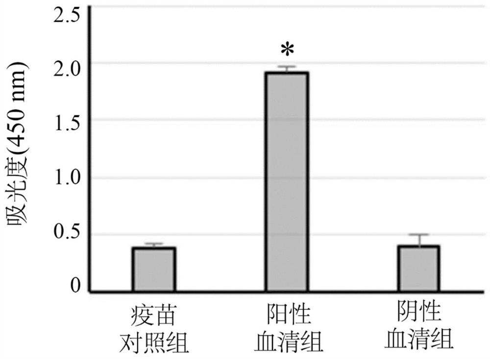 猪瘟病毒可溶性Erns重组蛋白、其制造方法及其用于鉴别猪瘟病毒感染的套组及方法