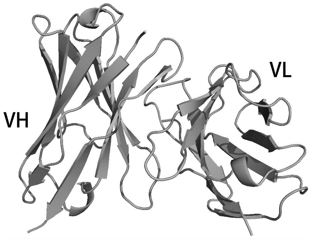 一种基于人Dll4抗体设计的多肽及其应用