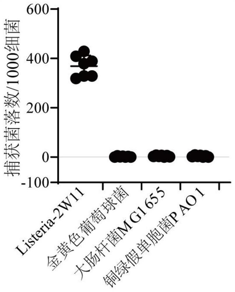 单核细胞增生李斯特菌P60单克隆抗体及免疫磁珠和用途