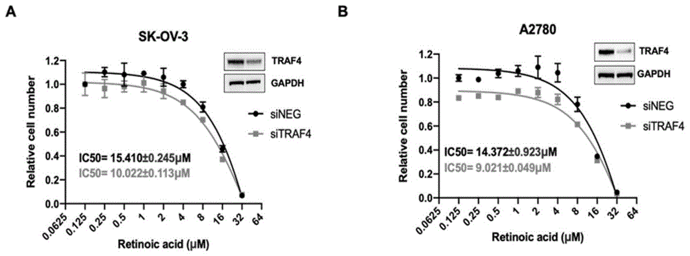 TRAF4抑制剂在制备人卵巢癌治疗药物中的应用