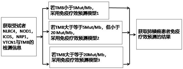 一种肺鳞癌免疫疗效预测的方法、系统及试剂盒