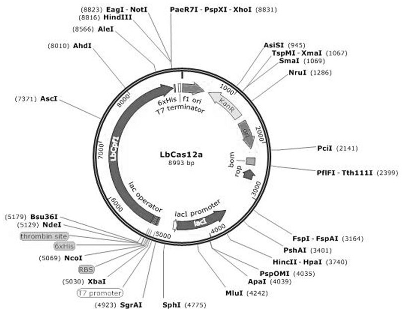 利用CRISPR-Cas12a蛋白检测艰难梭菌的方法